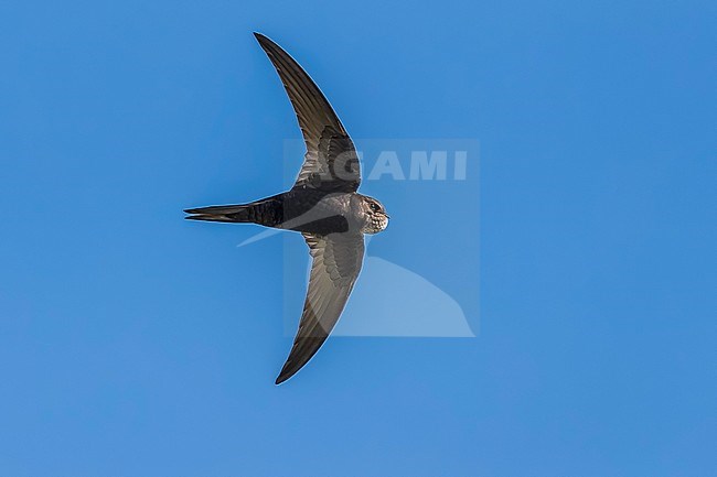 Common Swift (Apus apus apus) flying over a polders near Westkapelle, Zeeland, the Netherlands. stock-image by Agami/Vincent Legrand,