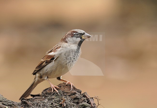 Huismus zittend op de grond; House Sparrow perched on the ground stock-image by Agami/Reint Jakob Schut,