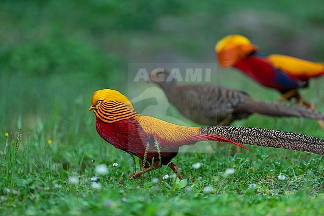 Two adult male Golden Pheasant (Chrysolophus pictus) are accompany a female on glade in Yangxian stock-image by Agami/Mathias Putze,