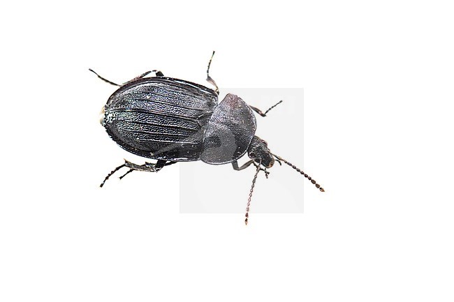 Black carion beetle, Slakkenaaskever, Phosphuga atrata stock-image by Agami/Wil Leurs,