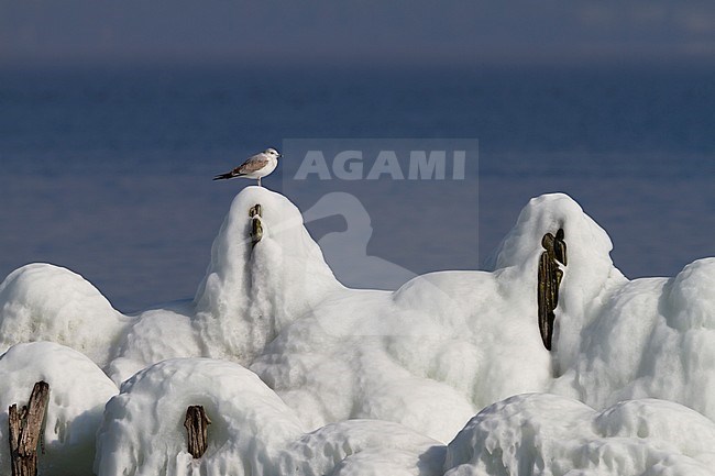 Common Gull - Sturmmöwe - Larus canus ssp. canus, Switzerland, 2nd cy stock-image by Agami/Ralph Martin,