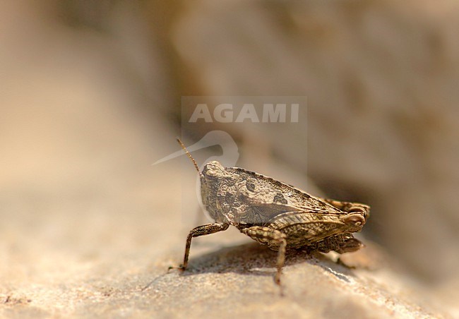 Long-horned Groundhopper, Tetrix tenuicornis stock-image by Agami/Wil Leurs,