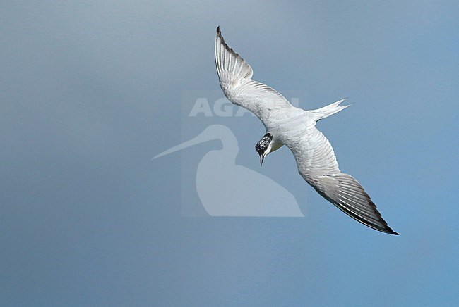 Gull-billed Tern (Gelochelidon nilotica), adult in flight, seen from above, showing upper wings. stock-image by Agami/Fred Visscher,