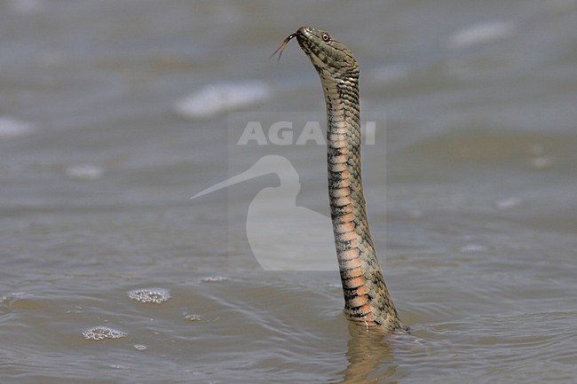 Dobbelsteenslang richt zich op uit water; Dice Snake rising from water stock-image by Agami/Jacques van der Neut,