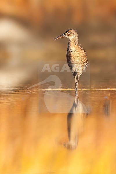 Western Water Rail - Wasserralle - Rallus aquaticus ssp. aquaticus, Greece, juvenile stock-image by Agami/Ralph Martin,