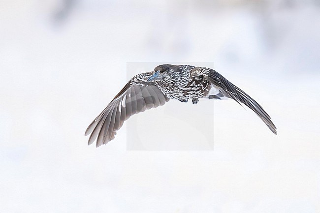 Spotted Nutcracker (Nucifraga caryocatactes) flying over  the snow in bulgarian mountain. stock-image by Agami/Marcel Burkhardt,