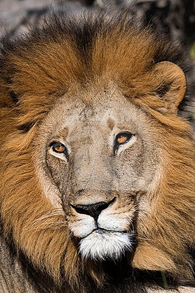 Close up portrit of a male lion, Panthera leo. Moremi Game Reserve, Okavango Delta, Botswana stock-image by Agami/Sergio Pitamitz,