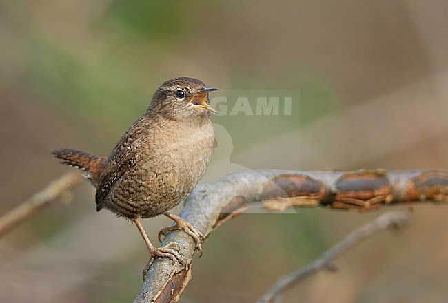 Northern Wren - Zaunkönig - Troglodytes troglodytes ssp. troglodytes, Germany, adult stock-image by Agami/Ralph Martin,