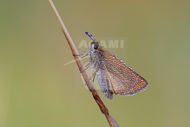 Vlinder met dauw, Butterfly with dew stock-image by Agami/Reint Jakob Schut,