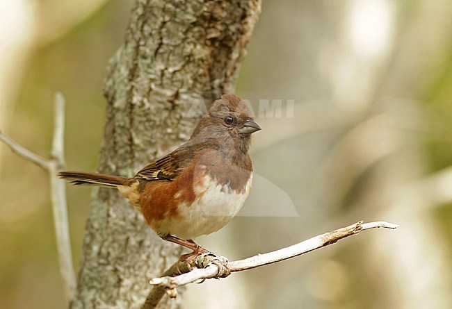 Eastern towhee (Pipilo erythrophthalmus) male perched on a branch stock-image by Agami/Ian Davies,