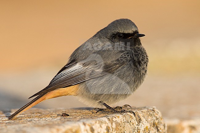 Black Redstart - Hausrotschwanz - Phoenicurus ochruros ssp. gibraltariensis, Spain, adult male stock-image by Agami/Ralph Martin,