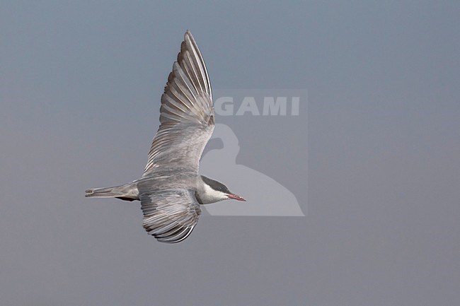 Witwangstern; Whiskered Tern; Chlidonias hybrida stock-image by Agami/Daniele Occhiato,