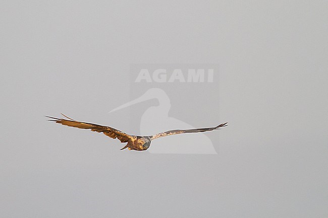 Western Marsh Harrier - Rohrweihe - Circus aeruginosus ssp. aeruginosus, Oman, 2nd cy stock-image by Agami/Ralph Martin,