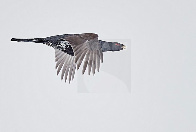 Male Western Capercaillie (Tetrao Urogallus) in flight in snow covered forest near Salla in Finland. stock-image by Agami/Markus Varesvuo,