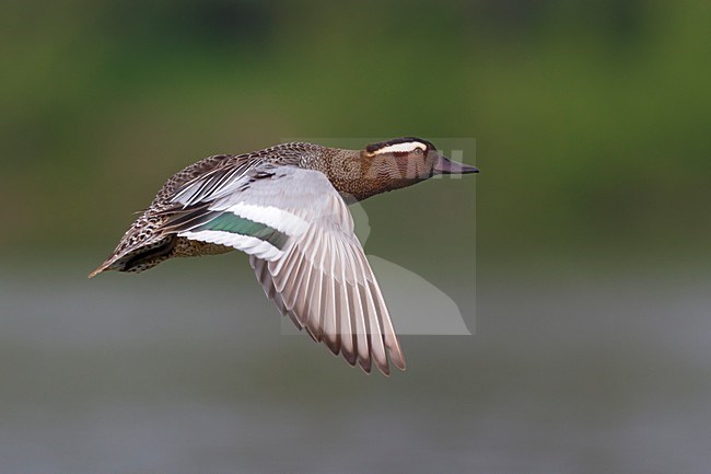 Mannetje Zomertaling in de vlucht; Male Garganey in flight stock-image by Agami/Daniele Occhiato,