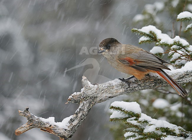 Taigagaai in de sneeuw, Siberian Jay in the snow stock-image by Agami/Markus Varesvuo,