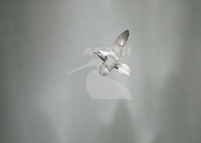 Noordse Stormvogel vliegend met waterval; Northern Fulmar flying with falls stock-image by Agami/Menno van Duijn,