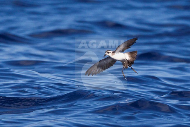 Bont Stormvogeltje, White-faced Storm-Petrel stock-image by Agami/David Monticelli,