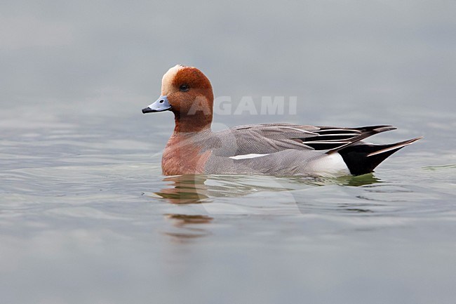 Smient, Eurasian Wigeon stock-image by Agami/Daniele Occhiato,