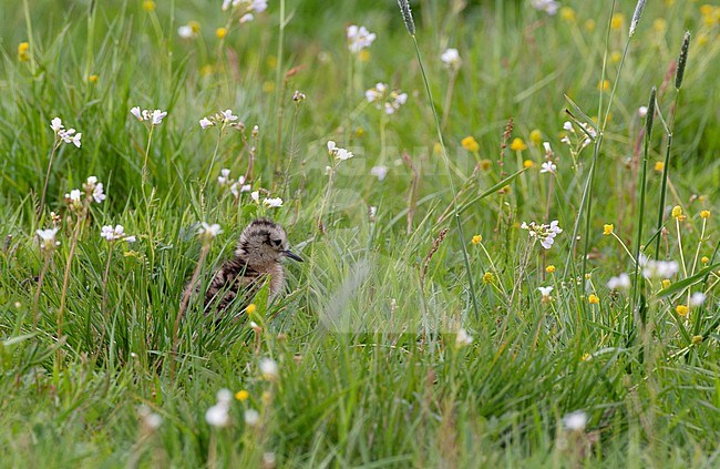 Eurasian Curlew (Numenius arquata arquata), small chick walking in meadow at Vomb, Sweden stock-image by Agami/Helge Sorensen,