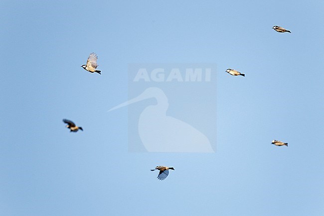 Migrating flock of Coal Tits (Parus ater) in the Netherlands during an invasion year. stock-image by Agami/Ran Schols,