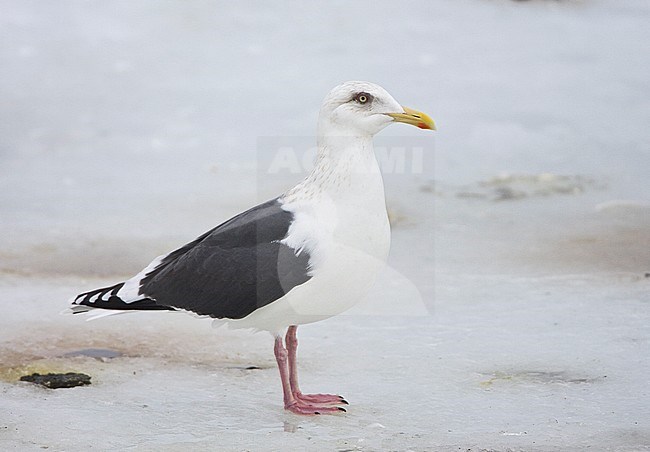 Slaty-backed Gull (Larus schistisagus) wintering on Hokkaido, Japan. Adult in winterplumage, with a pale eye, standing on ice. stock-image by Agami/Marc Guyt,