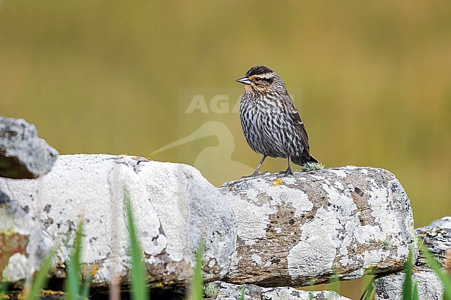 Female Red-winged Blackbird perched on a wall in North Ronaldsay, Orkney Islands. May 14, 2017. stock-image by Agami/Vincent Legrand,