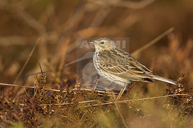 Meadow Pipit - Wiesenpieper - Anthus pratensis ssp. pratensis, Germany stock-image by Agami/Ralph Martin,