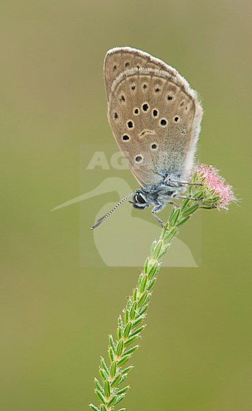 Gentiaanblauwtje op dophei / Alcon Blue on con underwood stock-image by Agami/Bas Mandos,