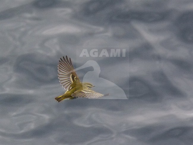 Yellow-browed Warbler (Phylloscopus inornatus) flying over the North Sea off Scotland. stock-image by Agami/Laurens Steijn,