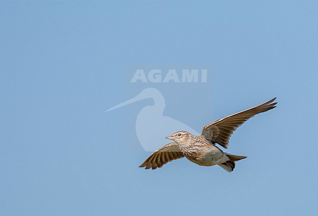 Eurasian Skylark (Alauda arvensis) in the Netherlands. stock-image by Agami/Marc Guyt,