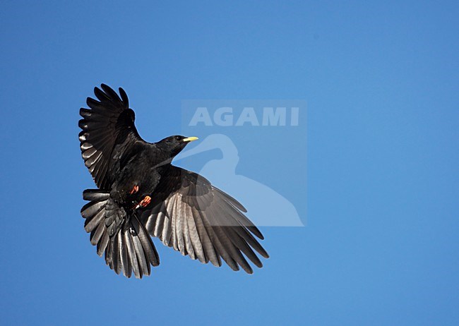 Alpenkauw in de vlucht; Alpine Chough in flight stock-image by Agami/Markus Varesvuo,