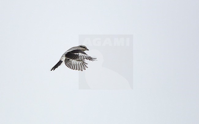Great Grey Shrike (Lanius excubitor excubitor) juvenile hovering in Nordsjælland, Denmark stock-image by Agami/Helge Sorensen,