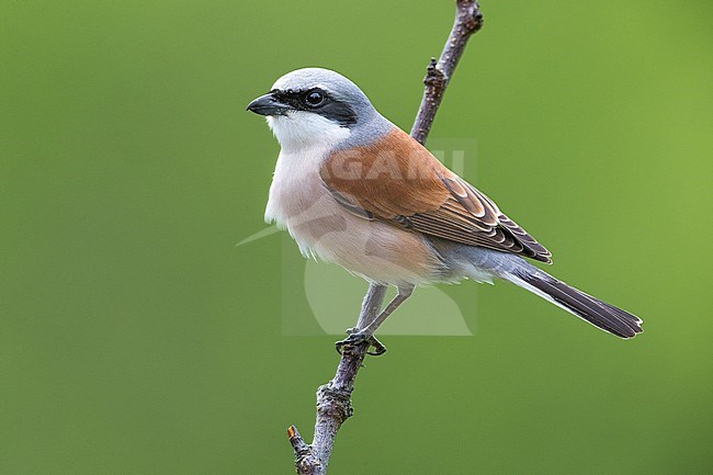 Adult Red-backed Shrike (Lanius collurio) perched on a twig in Italy. stock-image by Agami/Daniele Occhiato,