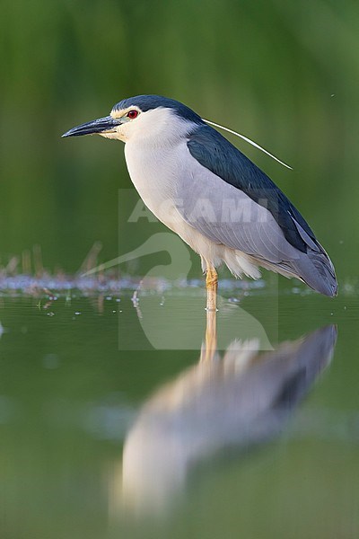 Black-crowned Night Heron (Nycticorax nycticorax), side view of an adult standing in the water, Campania, Italy stock-image by Agami/Saverio Gatto,