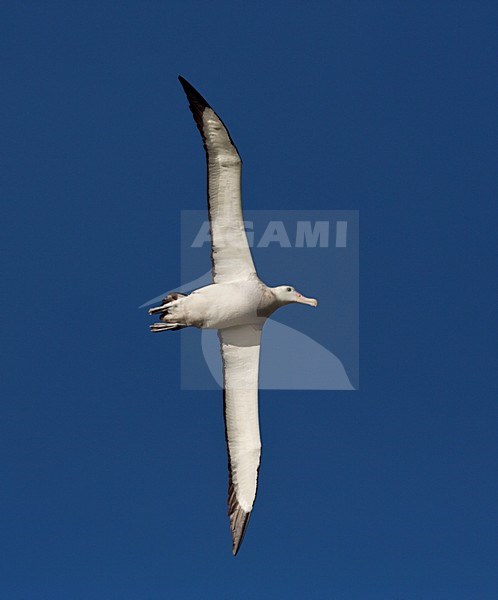 Grote Albatros vliegend; Snowy (Wandering) Albatross flying stock-image by Agami/Marc Guyt,