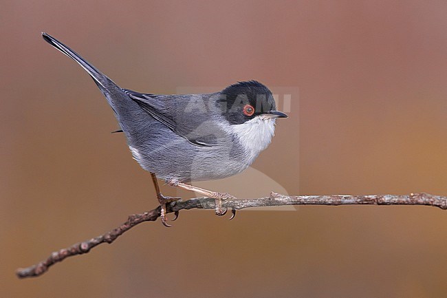 Sardinian Warbler (Sylvia melanocephala) male wintering in Italy with orange background stock-image by Agami/Daniele Occhiato,