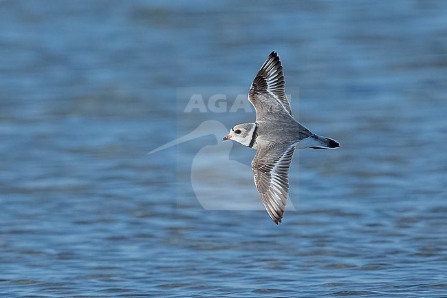 Adult breeding
Galveston Co., TX
April 2023 stock-image by Agami/Brian E Small,