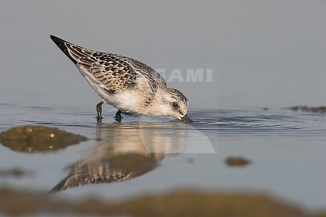 Sanderling (Calidris alba) near the shore of lake Ontario in Ontario, Canada. stock-image by Agami/Glenn Bartley,