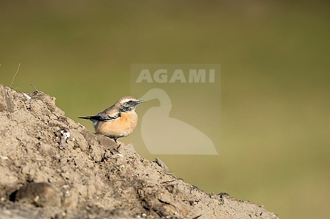 Woestijntapuit; Desert Wheatear; stock-image by Agami/Walter Soestbergen,