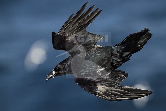 Common Raven - Kolkrabe - Corvus corax ssp. corax, Norway stock-image by Agami/Ralph Martin,