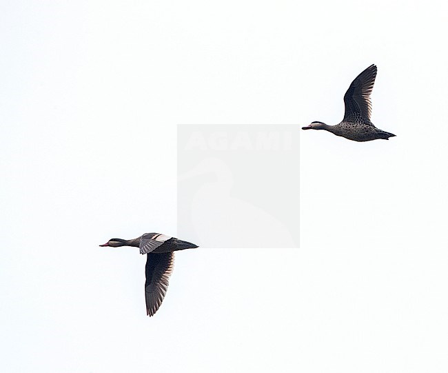 Red-billed Teal (Anas erythrorhyncha) in flight on Madagascar. stock-image by Agami/Marc Guyt,