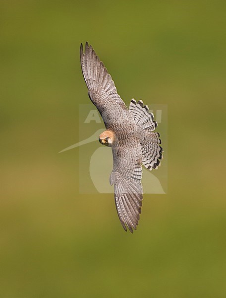 Roodpootvalk, Red-footed Falcon, Falco vespertinus stock-image by Agami/Marc Guyt,