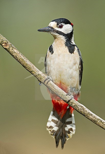 Great Spotted Woodpecker, Grote Bonte Specht stock-image by Agami/Alain Ghignone,