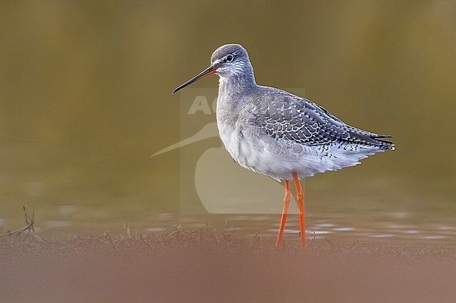 Spotted Redshank, Tringa erythropus, in Italy. stock-image by Agami/Daniele Occhiato,