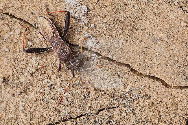 Camptopus lateralis - Broad-headed bug - Sichelbein, Germany (Baden-Württemberg), Imago stock-image by Agami/Ralph Martin,
