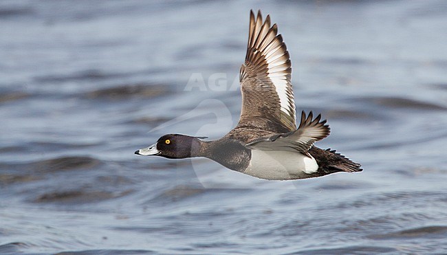 Kuifeend vliegend boven water; Tufted Duck flying over water stock-image by Agami/Menno van Duijn,