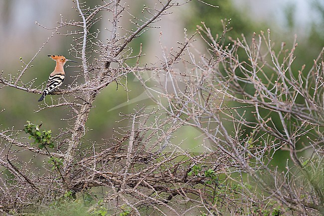 Eurasian Hoopoe (Upupa epops ssp. epops) perched in a tree stock-image by Agami/Ralph Martin,