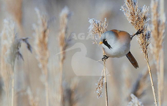 Male Bearded Reedling (Panurus biarmicus) during winter in reed bed near Espoo in souther Finland. stock-image by Agami/Markus Varesvuo,