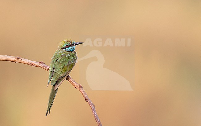 Worn Arabian Green Bee-eater (Merops cyanophrys) at Al Warsan Lakes, Dubai, United Arab Emirates. stock-image by Agami/Ian Davies,